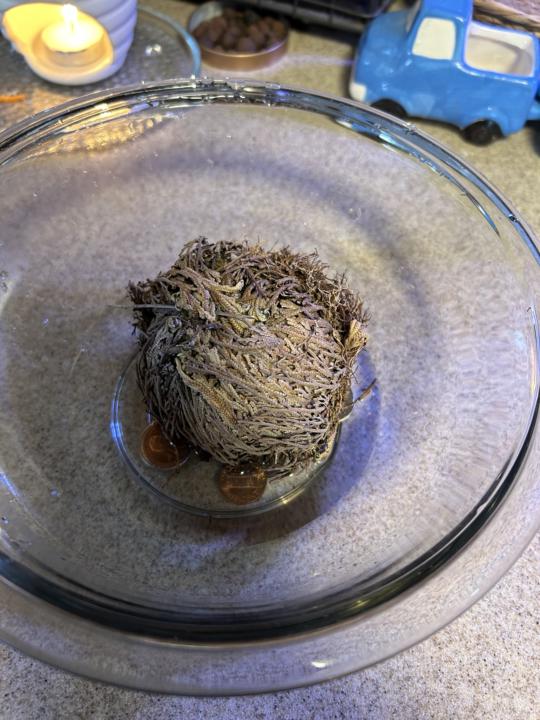 Waking Up Abundance! 🌿🪙 with a Rose of Jericho