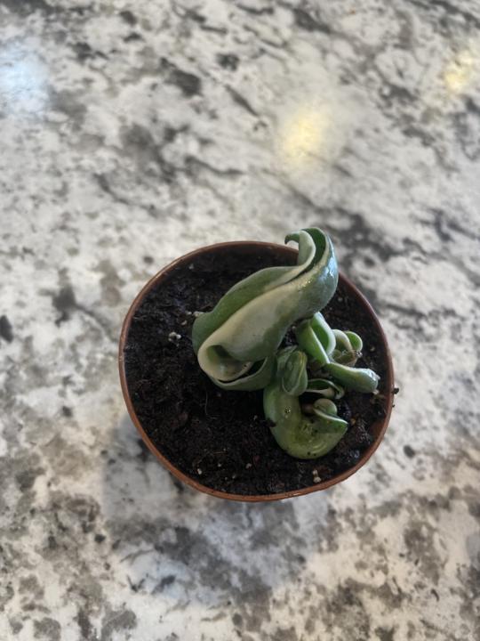 Hoya compacta /Hindu rope!