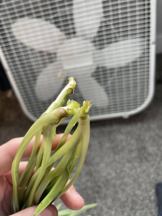 Mothers spider plant update 