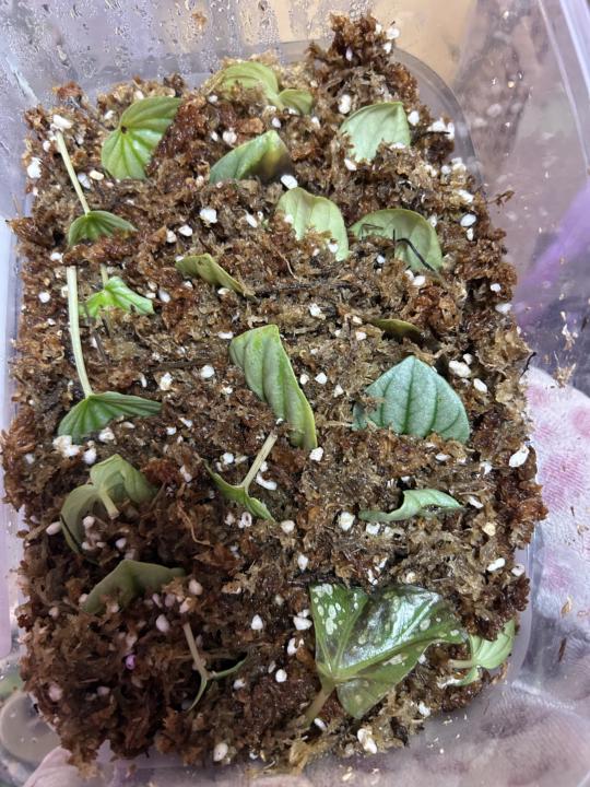 Peperomia Prop boxes!!