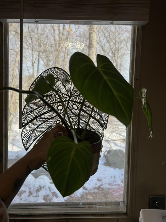 Thirsty Thursday! 🪴💧