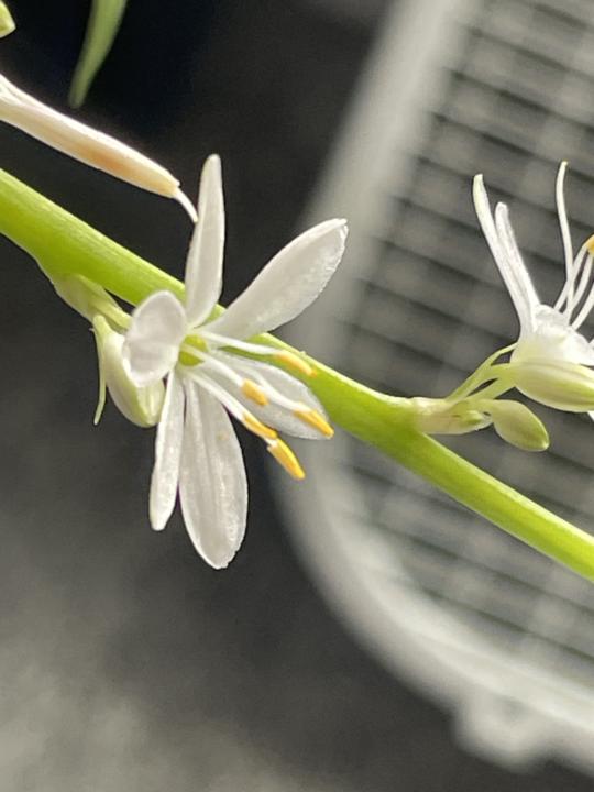 Spider plant flowers!!!
