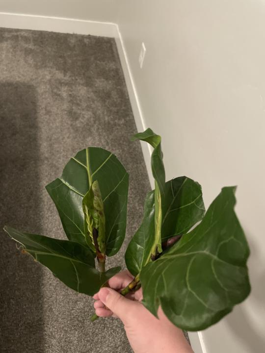 Fiddle leaf fig!