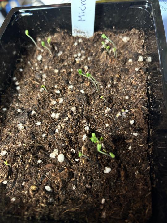 Microgreens !!