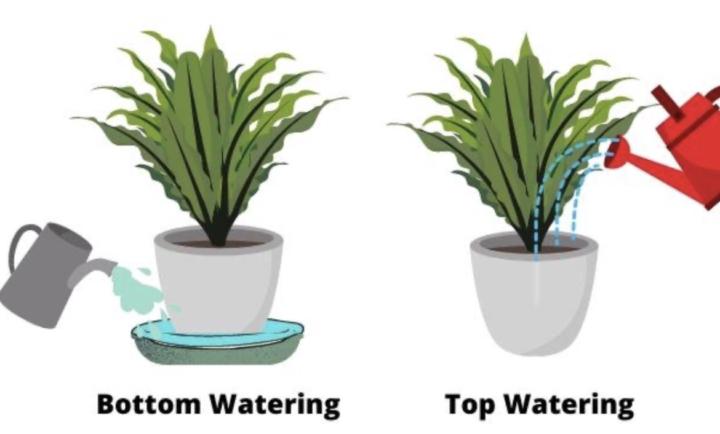 How to Water Your Plants: Top vs. Bottom