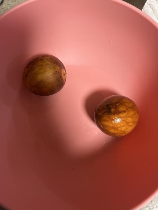 Avocado plant process 