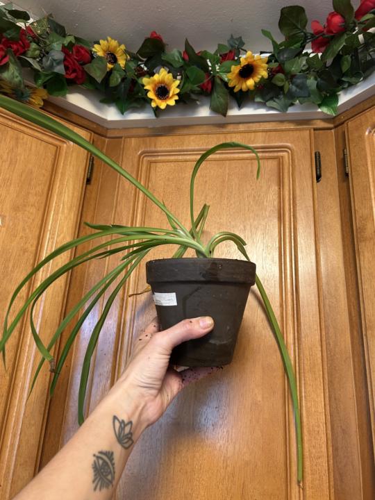 Spider plant repotting!!  🕷️ 🪴⤵️