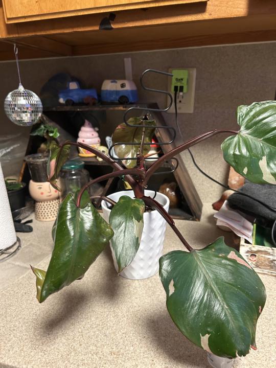 • Royal Upgrade: Her Majesty’s New Throne ✨