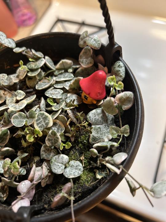 New Life in the Jungle. 🌿