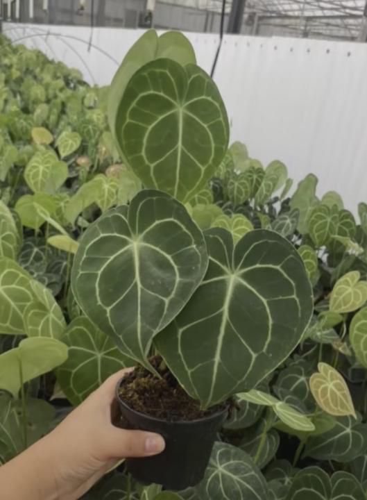 Wish list 🪴 plant