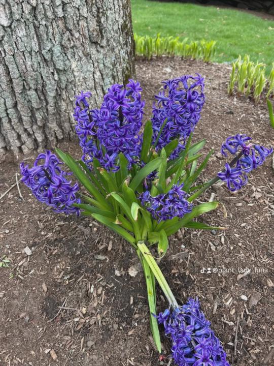 Smell the flowers 