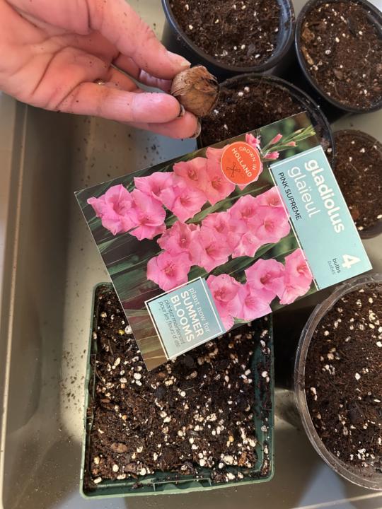 Potting Up Some Sunshine! 🌻🪴