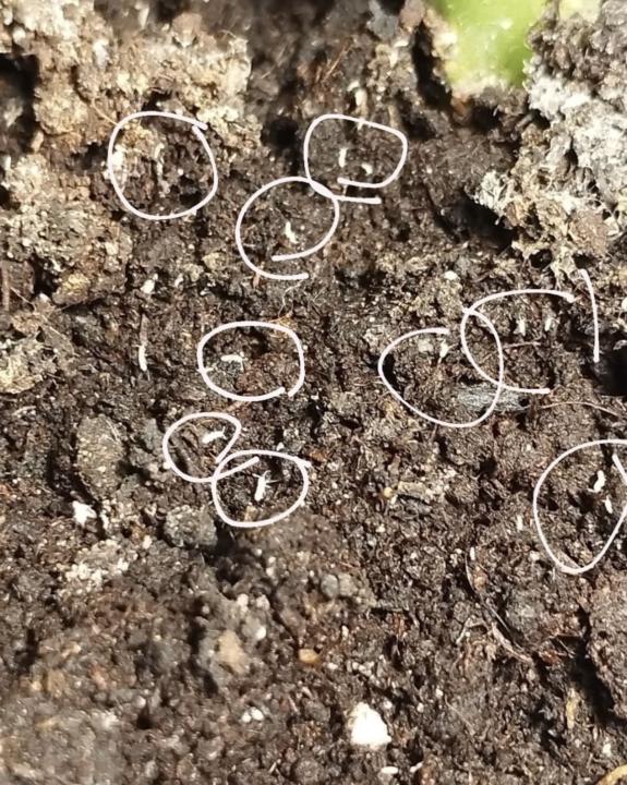 🛑 DON’T PANIC: Those tiny white bugs in your soil are actually... the Good Guys? 🪱🪴