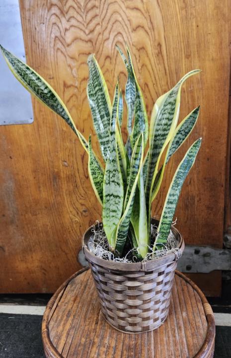 🌱 Easiest Plants (Beginner-Proof)