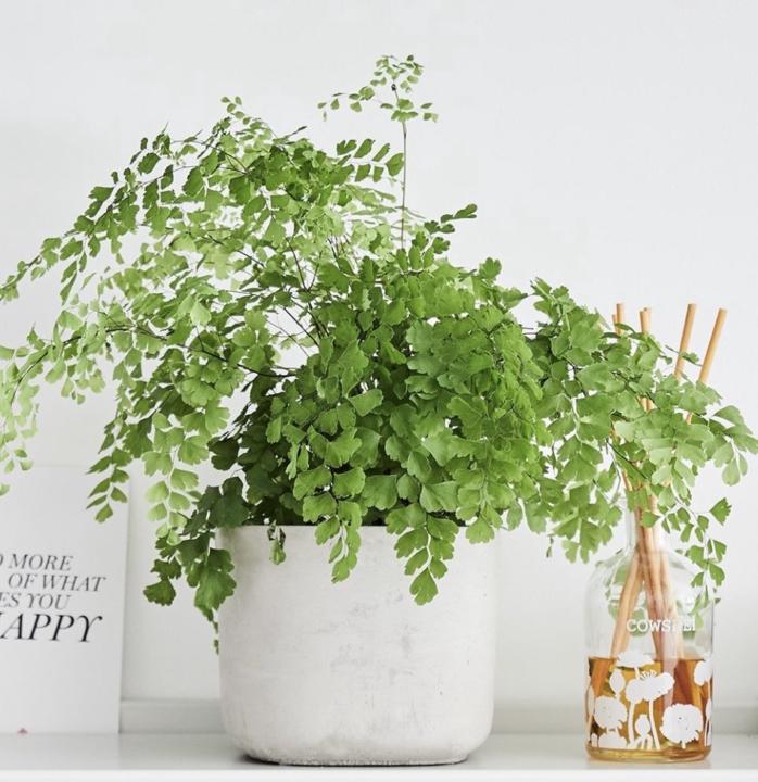 🍄High maintenance plants🍃