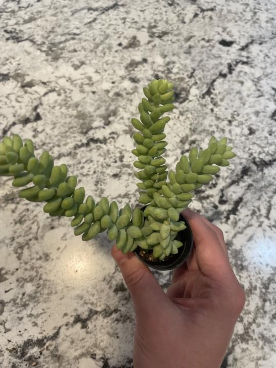 Borro’s tail