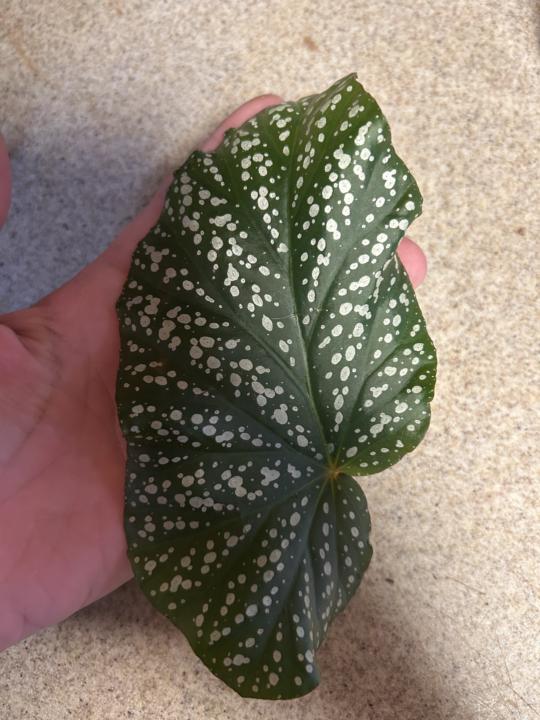 🌿 Begonia Leaf Propagation Experiment! 🌿