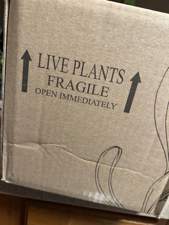 Expectation: Pink, trailing, lush. 💖 Reality: Smashed leaves and a DIY project. 🙃
