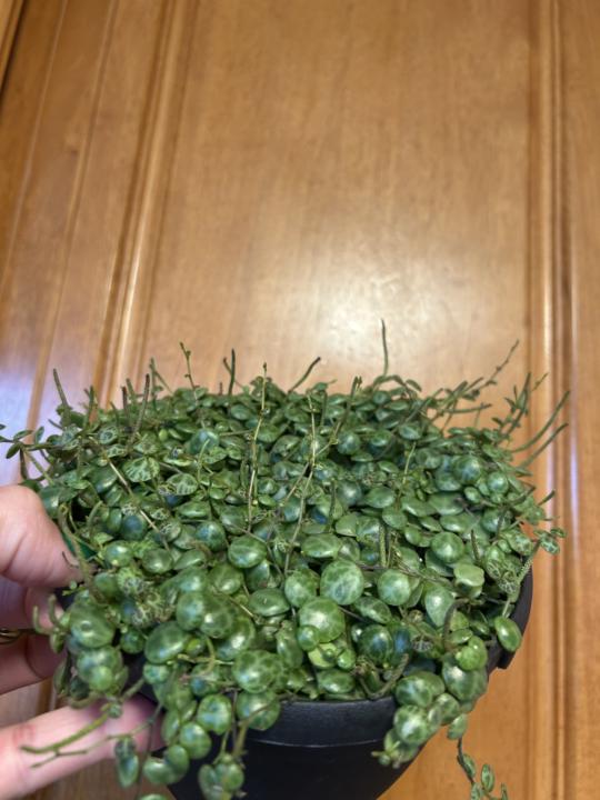 Is your String of Turtles growing "spikes"? 🐢