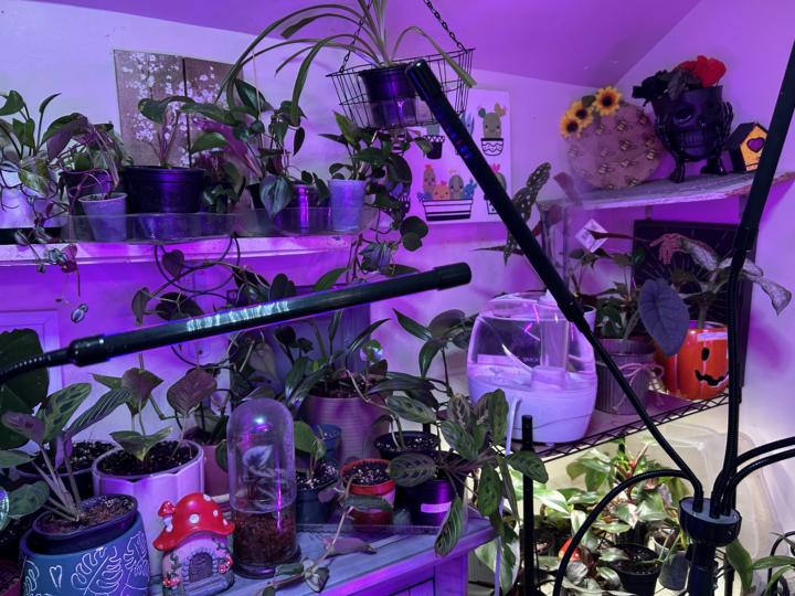 A look into my lil jungle !!