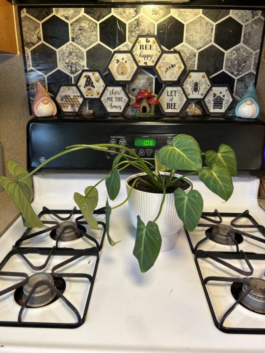 🍃 Thriving Thursday 🪴