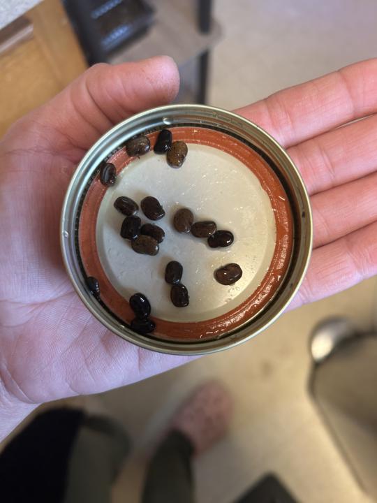 Part 2: The Germination Setup 🦋🌱