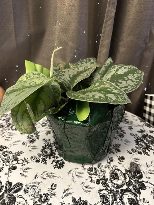 New 🪴 plant baby !!