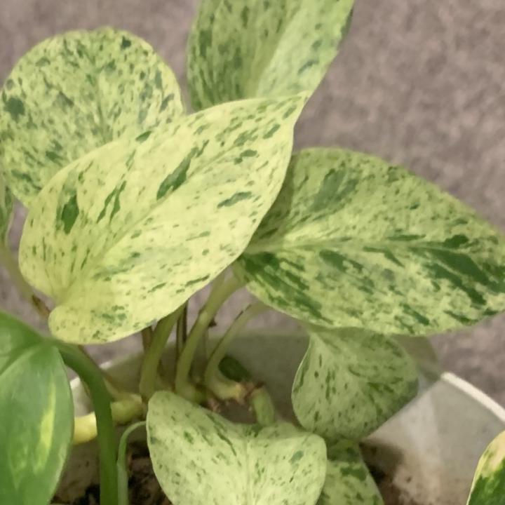 Snow queen pothos internodes