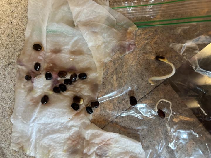 Update: Butterfly pea seeds 