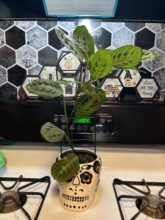 🪴 Plant of the Day: Prayer Plant AKA: Maranta leuconeura (The "Living Plant")