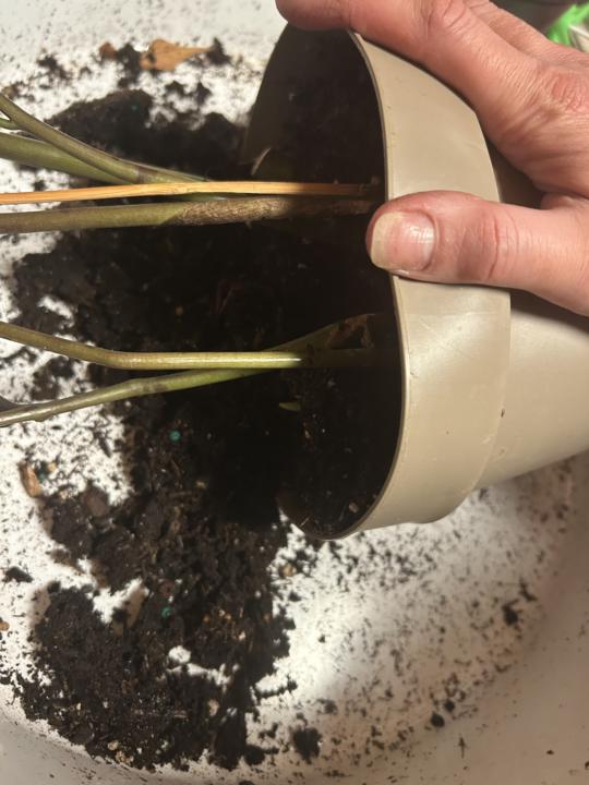 🌿 How to Propagate ZZ Plants: From Stem to New Shoot