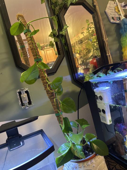 From Trailing to Climbing: The Moss Pole Glow-Up 🌿✨