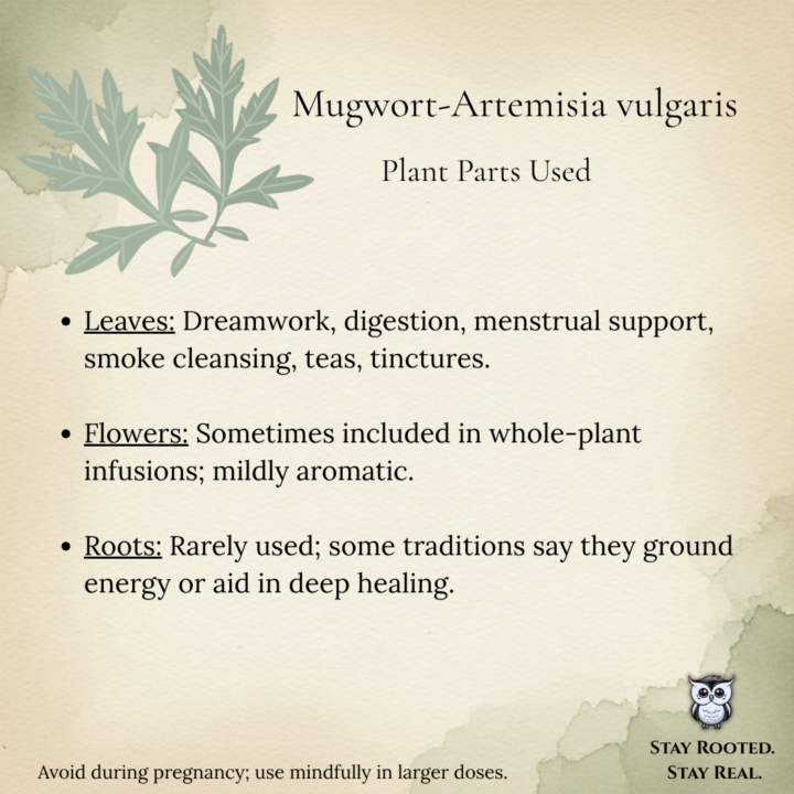 Last overview of Mugwort!