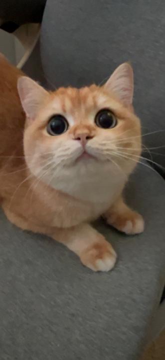 Vi Vi