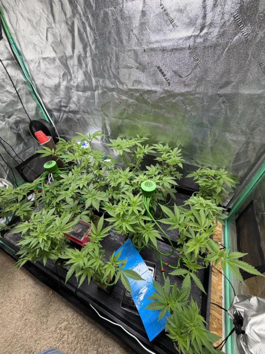 Therapy with Plants..