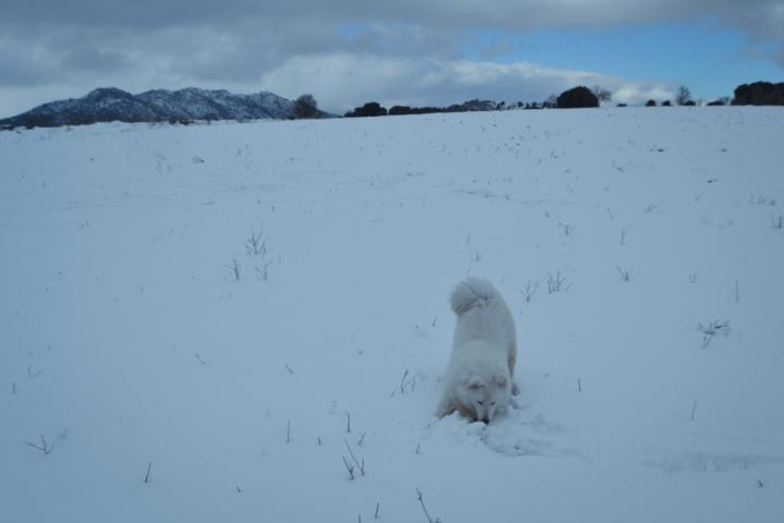 Cristina Guerrero Sánchez