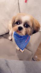 Amalia Susana Fortune