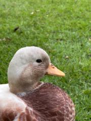 David Lin