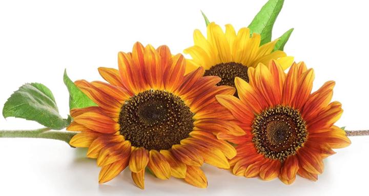 Sunflower NEMT Academy