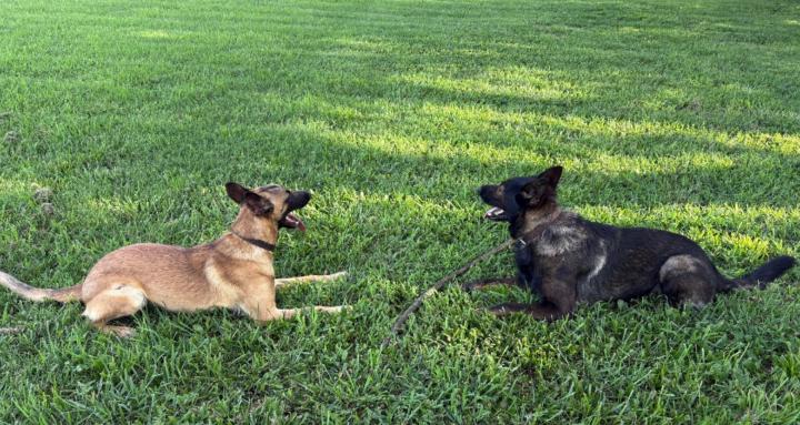 In-Home Dog Training