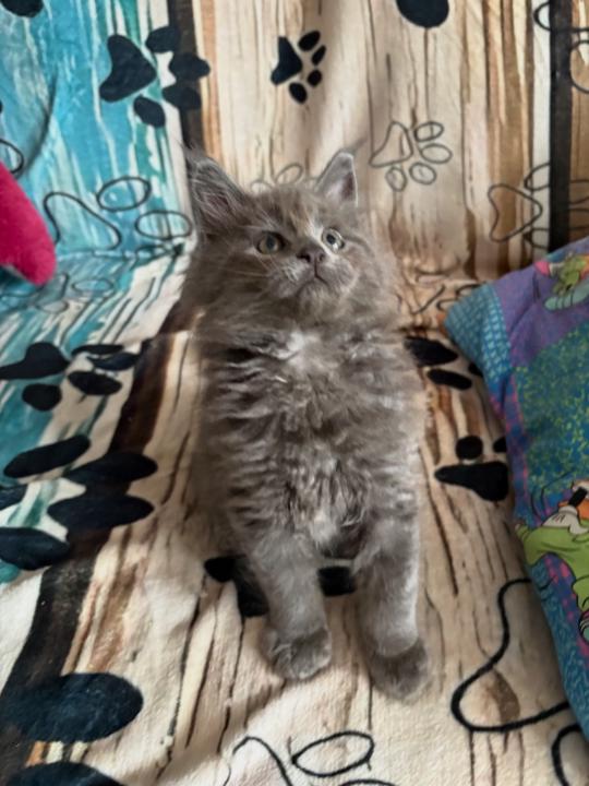 Jennifer Berceau falencourt