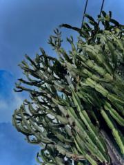 דניאלה סולומון