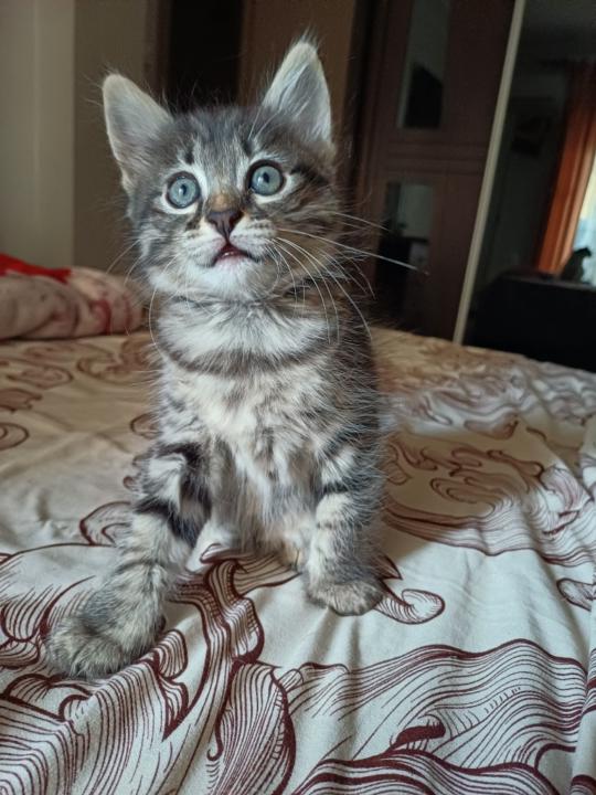 Roumaissa Ould Mohamed