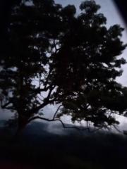 Nimeshika Hewarathna