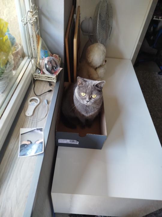 Антон Ковачев