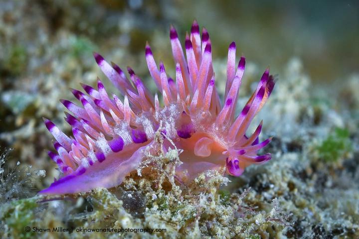 Iodinea Flabellina