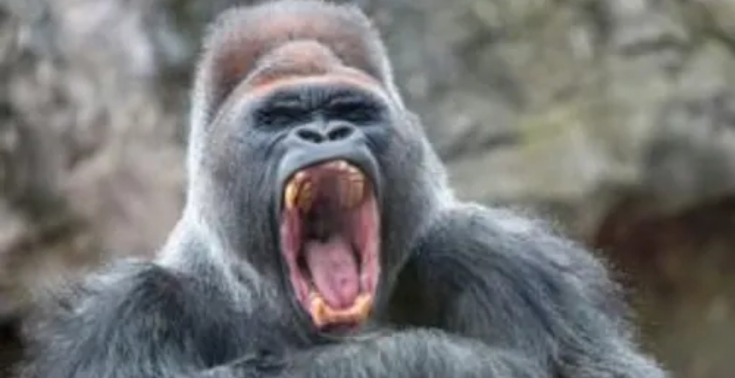 Hormone regeneration protocol