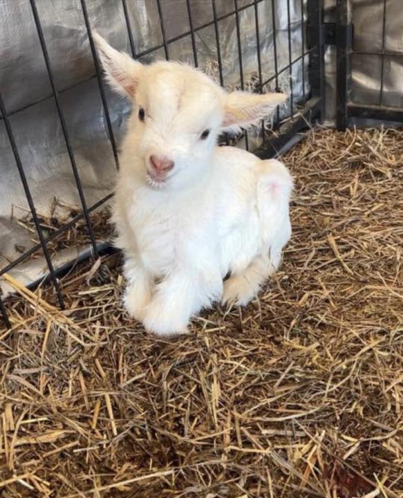 1st goat born on my farm