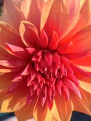 Márton András Hervai