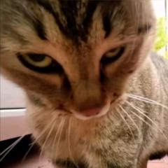 Gill Catig